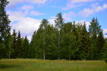 pine forest and blue sky