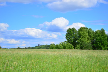Fototapeta premium green field and blue sky