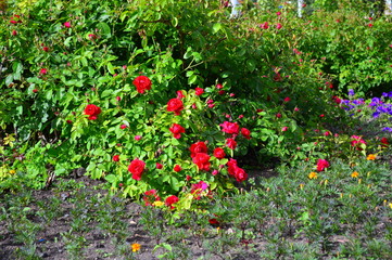 red flowers in the garden
