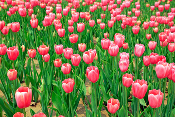 Tulips flowers in the garden