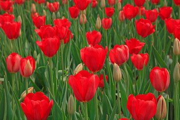 Tulips flowers in the garden