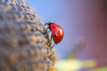 Macro of ladybug on a blade of grass in the morning sun