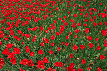 Tulips flowers in the garden