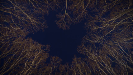 leafless trees at night