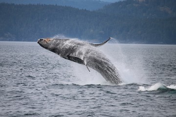 Obraz premium Humpback Whale