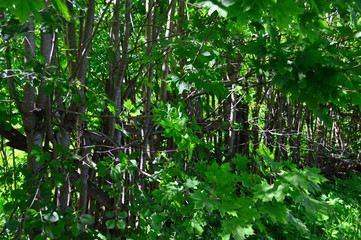 green leaves in the forest