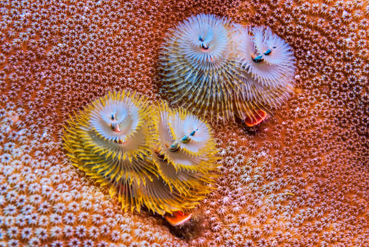 Two Christmas Tree Worms on Coral
