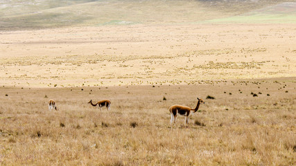 Vicuñas en naturaleza