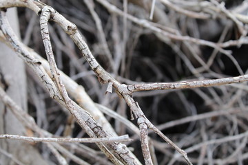 Dead branch closeup