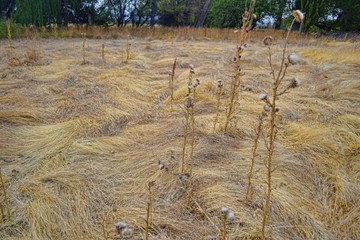 Bosque de paja Santa Cruz