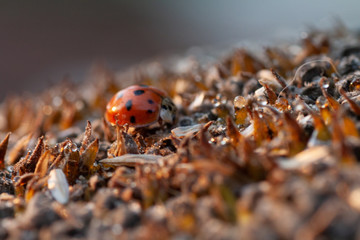 Bright red dotted ladybug on ripe black sunflower seeds in a farmer's field in summer. Ladybug - bug. Natural insecticide that destroys pests of crops. A closeup of a ladybug.
