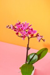 beautiful ornamental houseplant orchid, Phalaenopsis sp., violet and lilac decorative flowers in studio on orange colorful free space background