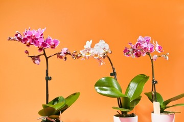 Naklejka na ściany i meble beautiful flowerpot houseplant orchid, Phalaenopsis sp., different sizes and colors of decorative flowers in studio on orange colorful free space background
