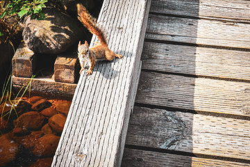 Funny photo of squirrel on a bridge on a sunny day in the Mauricie National Park, Canada.