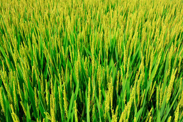 rice field