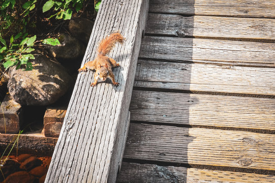 Funny photo of squirrel on a bridge on a sunny day in the Mauricie National Park, Canada.