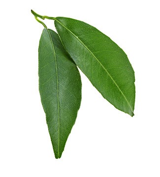 Peach Leaf Isolated On White Background