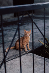Obraz premium Gato amarillo sentado en la calle