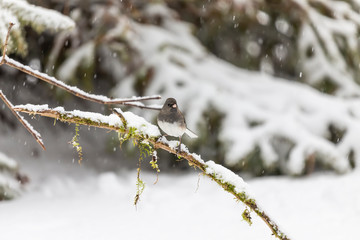 Dark eyed junco on winter in Wisconsin