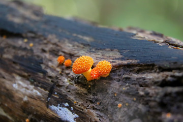Tiny orange mushrooms (Cyptotrama asprata) growing on a log