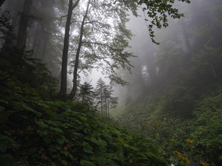 Beautiful forest of Caucasus mountains in fog. Russia