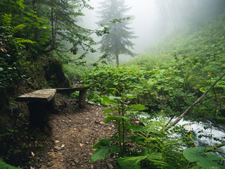 Wooden bench in the Beautiful forest of Caucasus mountains in fog. Russia