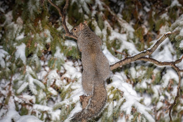 Naklejka na ściany i meble Squirrel. Eastern gray squirrel in the snow, natural scene from wisconsin