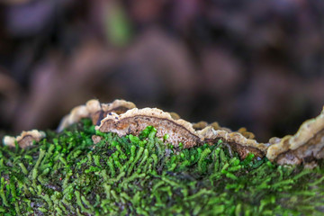 Brown polypore growing on a mossy branch
