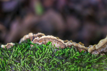 Brown polypore growing on a mossy branch