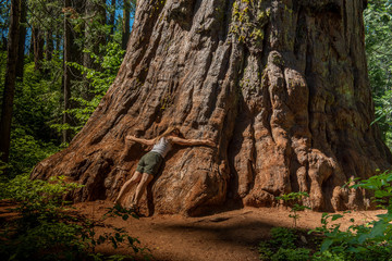 Woman hugging a giant Sequoia to show how big it really is by providing a scale