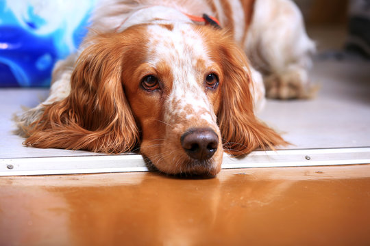 Portrait dog breed Russian hunting spaniel studio photo