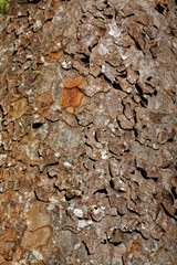 Kauri tree close up of the bark. Waiau Kauri tree grove kauri, Coromandel Peninsula, New Zealand.