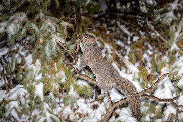 Squirrel. Eastern gray squirrel in the snow, natural scene from wisconsin