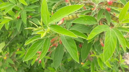 leguminosae plant with flowers and fruits