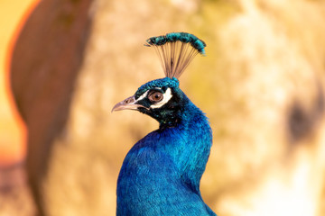 Obraz premium Pfau