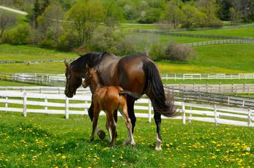 Young foal running close and touching mother out in a paddock in Spring