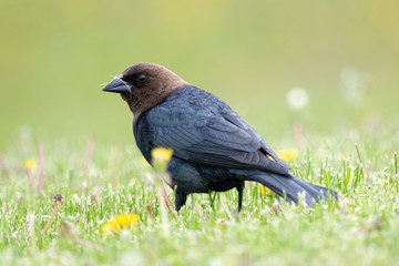 Brown-headed cowbird portrait