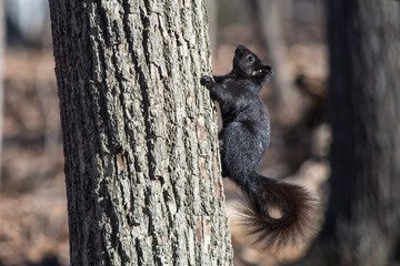 black squirrel climbing tree