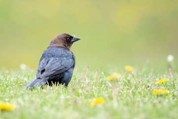 Brown-headed cowbird in dandelion