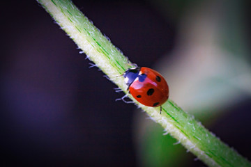 Asian lady beetle on twig near Minnesota River Natural insecticide that destroys pests of crops. A closeup of a ladybug.