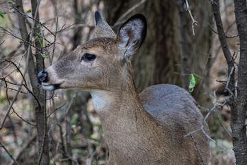 Whitetail deer profile
