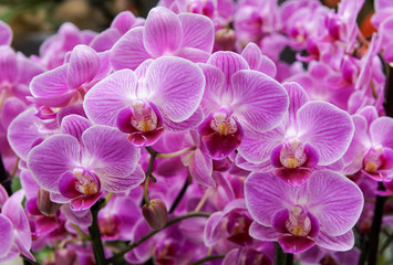 Fototapeta na wymiar close up of pink orchid flowers