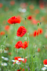 Meadow with wild red poppies