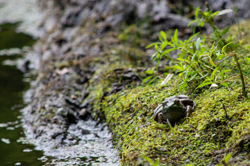 Frog on a mossy log