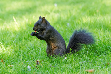 Naklejka na ściany i meble Black squirrel - a melanistic colour variant of the gray squirrel