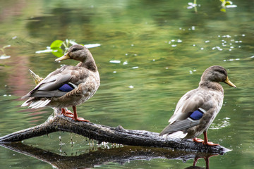 Female Mallards perched together