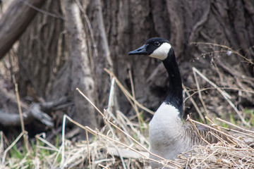 Canadian Goose in long grass