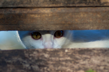 white Russian white cat breed hiding behind a fence watching and hunting for a mouse