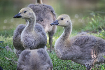 Gosling profile