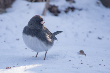 Bird in the snow